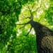 Le foreste e il loro contributo contro il cambiamento climatico