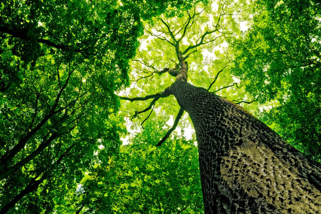 Le foreste e il loro contributo contro il cambiamento climatico