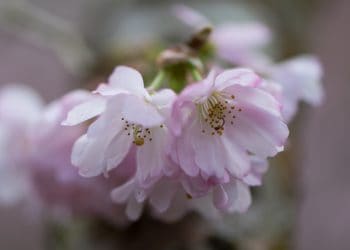 Ciliegia da fiore rosa, Prunus Accolade