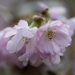 Ciliegia da fiore rosa, Prunus Accolade