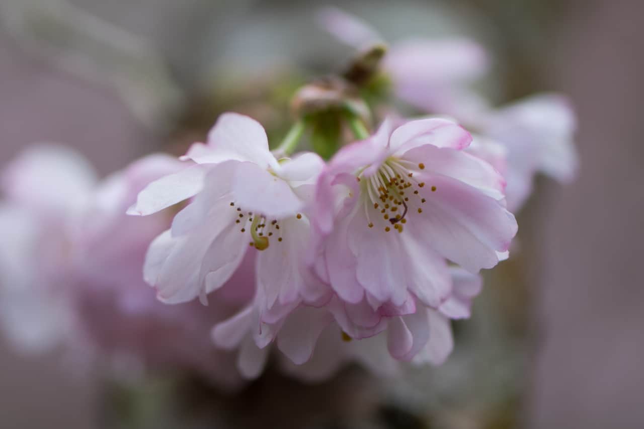 Ciliegia da fiore rosa, Prunus Accolade