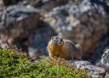 Una marmotta sulle Montagne Rocciose