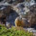 Una marmotta sulle Montagne Rocciose