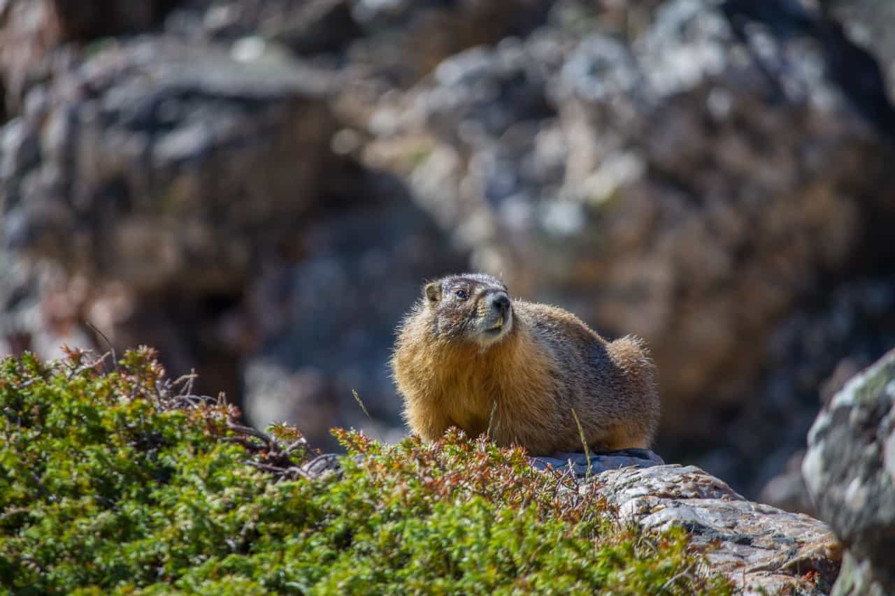 Una marmotta sulle Montagne Rocciose