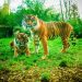Tigre Panthera Tigris