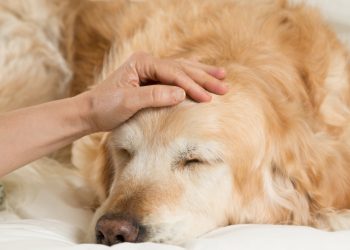 Anche il cane soffre per la perdita di un suo simile, è importante farlo sentire amato