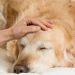Anche il cane soffre per la perdita di un suo simile, è importante farlo sentire amato