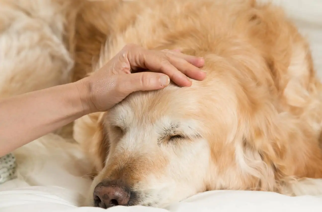 Anche il cane soffre per la perdita di un suo simile, è importante farlo sentire amato