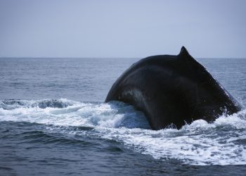 La megattera è fra gli animali marini più giganti, ma non è il più lungo