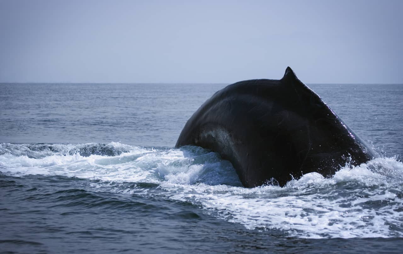 La megattera è fra gli animali marini più giganti, ma non è il più lungo