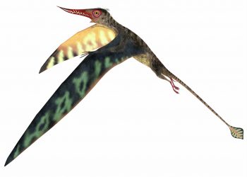 Esemplare di Pterosauro del Giurassico di Rhamphorynchus