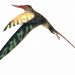 Esemplare di Pterosauro del Giurassico di Rhamphorynchus