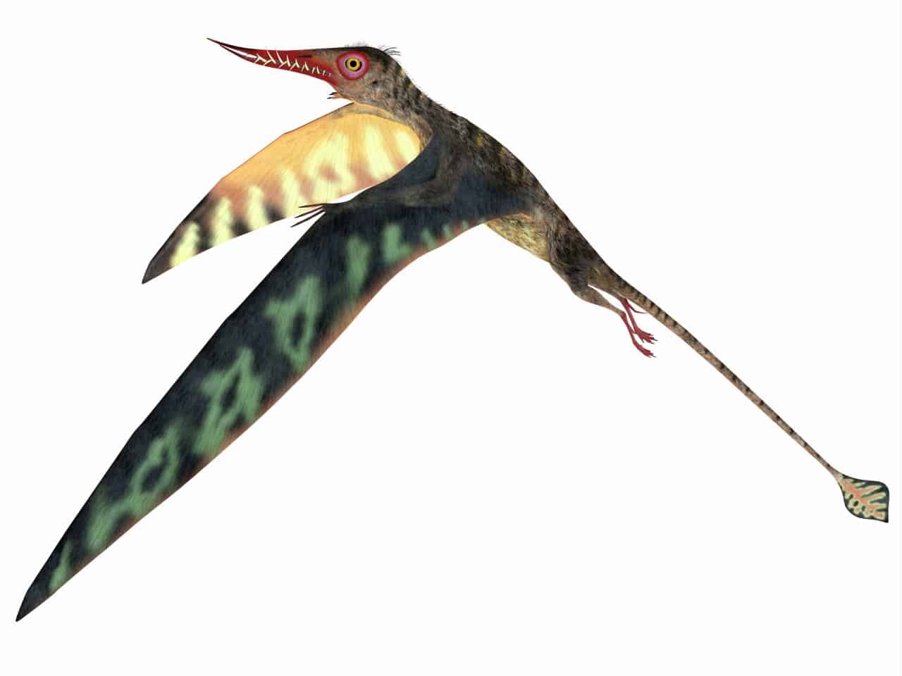 Esemplare di Pterosauro del Giurassico di Rhamphorynchus