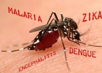 Le malattie, anche pericolose, portate da alcune specie di zanzare
