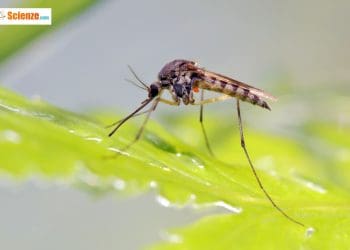 In Florida efficace una sperimentazione per debellare le zanzare portatrici di malattie