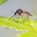 In Florida efficace una sperimentazione per debellare le zanzare portatrici di malattie