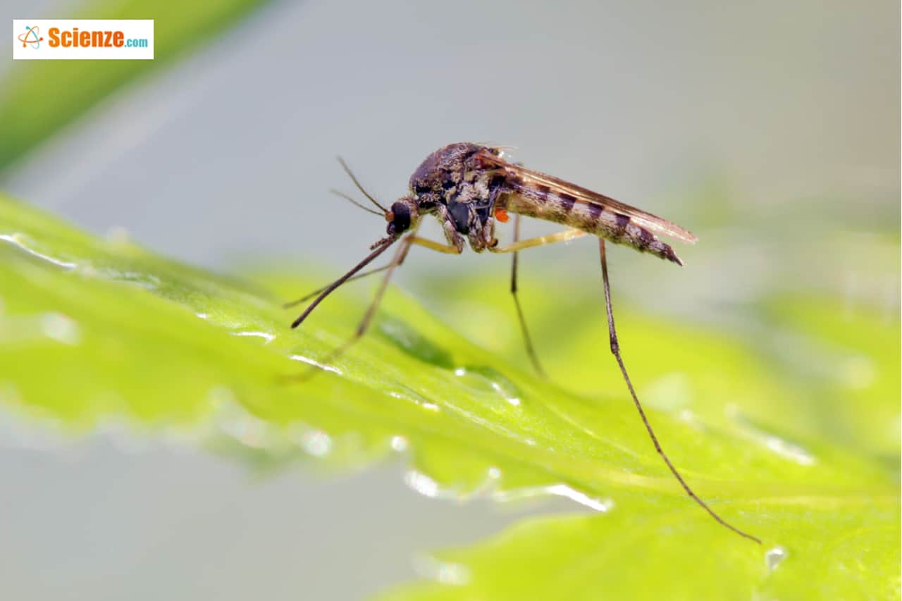 In Florida efficace una sperimentazione per debellare le zanzare portatrici di malattie