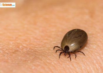 Un tipo di zecca trasmette il virus di Powassan