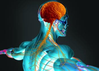 Cervello umano. Photo Chrischrisw | Dreamstime.com