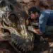 Avvistata da un cacciatore di fossili amatoriale la prima zanna di mammut in Mississippi