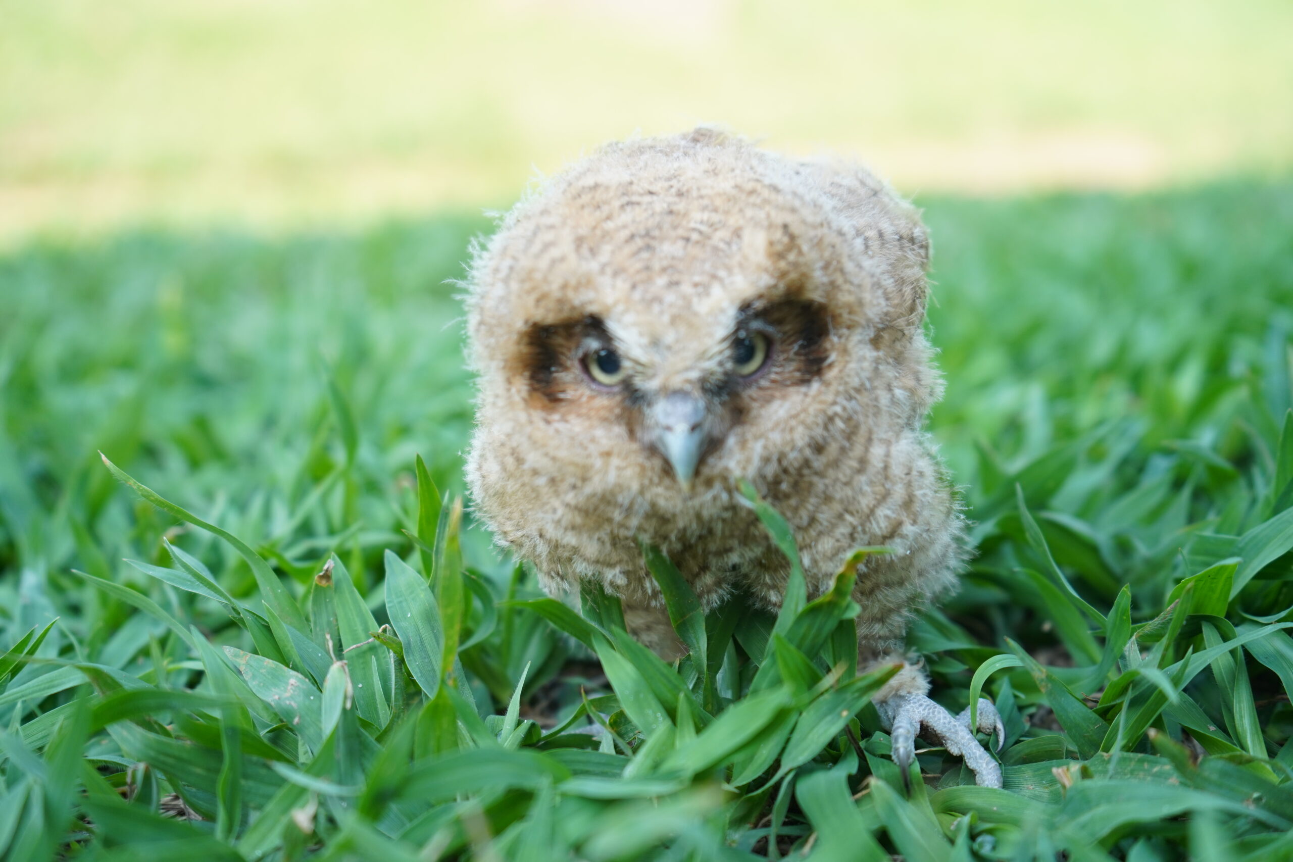 Il gufo più piccolo del mondo è adorabile. Non sottovalutarlo